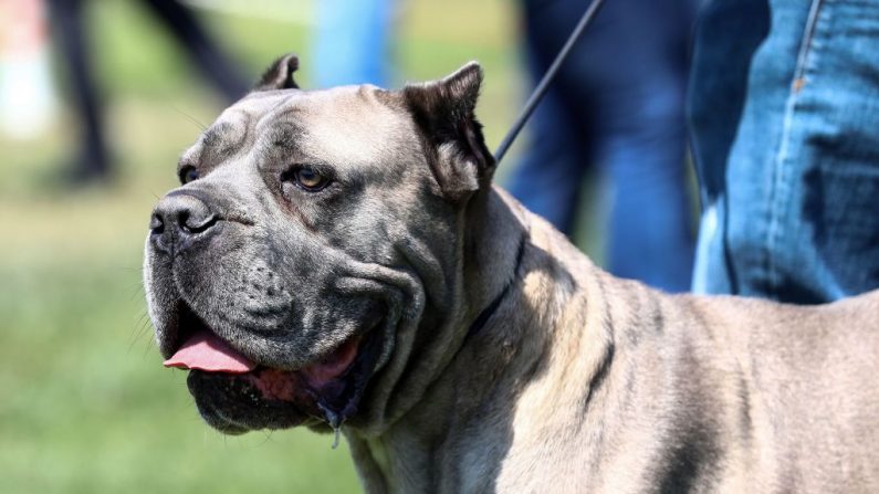 Un american pit-bull dans un district d'Ankara, en Turquie, le 25 août 2019. (ADEM ALTAN/AFP/Getty Images)