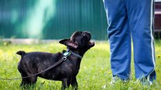 Une adolescente irritée par un chiot « bruyant » lui ficelle le museau pendant plusieurs jours pour le garder tranquille