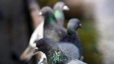 Qui s’amuse à mettre des chapeaux de cow-boy sur la tête des pigeons de Las Vegas ?