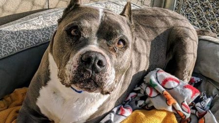 Après plus de 5 dans un refuge, un pit-bull de 9 ans est enfin adopté juste à temps pour Noël