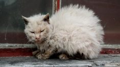 Tout le monde était prévenu qu’il ne fallait surtout pas toucher à «ce chat affreusement laid»; cet homme l’a fait et cela a changé sa vie