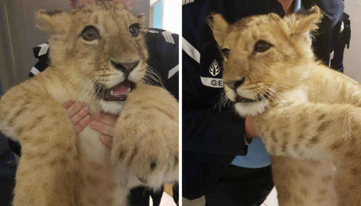 Dans un premier temps, le lionceau a été pris en charge par les gendarmes. (Gendarmerie des Pyrénées-Orientales)