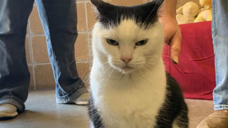 Perdita, la chatte « idiote » est prête à être adoptée. (Brittany Taylor/Mitchell County Animal Rescue)