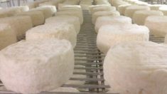 Bactérie Listeria : rappel de plusieurs lots de fromages des Cévennes