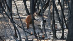 Des photos montrent la nature qui renaît de ses cendres dans la forêt australienne, noircie après la dévastation des incendies