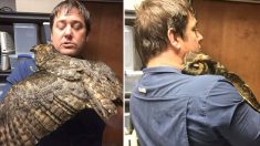 Un homme retrouve un hibou grand-duc après l’avoir sauvé – il reçoit un gros câlin à son retour