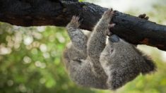 Un bébé koala mourant, sans fourrure, abandonné lors des feux de brousse, est soigné par des humains