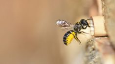 En Suède, McDonald’s installe des «hôtels» pour abeilles dans ses panneaux d’affichage pour aider leur population en déclin