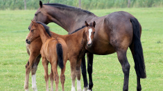 70 chevaux meurent dans l’incendie d’un haras dans le Calvados