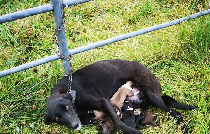 (Photo publiée avec l'aimable autorisation de l'ISPCA)
