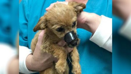 Un chiot jeté d’un pont, le museau ligoté d’un ruban adhésif, «remercie» son sauveteur de l’avoir secouru