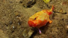 Des images extraordinaires des grands fonds marins permettent de voir un poisson avec des « pieds » marchant au fond de l’océan