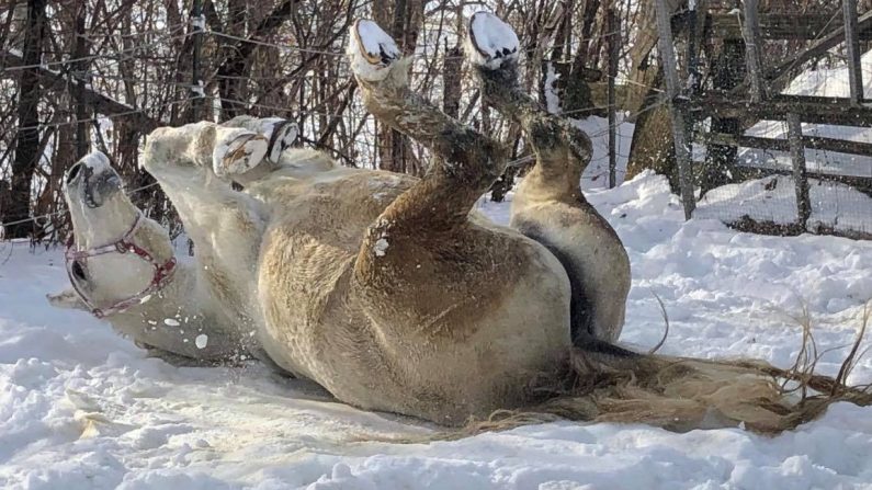 Depuis qu'il est arrivé au refuge, Frederick ne peut pas s'empêcher de se rouler dans la neige chaque matin lorsqu'il sort de son box. (Avec l'aimable autorisation de Une histoire de chevaux)