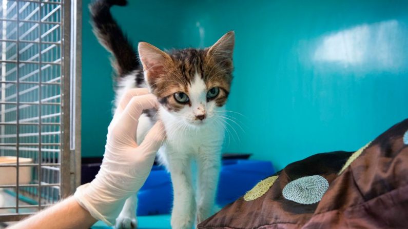 Photo prise en 2018 d'un chaton à la SPA de Gennevilliers (Hauts-de-Seine). (JOEL SAGET/AFP via Getty Images)