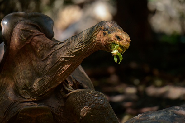 Tortue géante des Galápagos. (Photo :  RODRIGO BUENDIA/AFP via Getty Images)