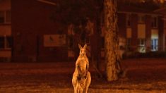 Australie : près de 500 millions d’animaux auraient déjà péri dans les violents incendies