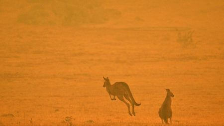 Incendies en Australie: 24 morts, des dégâts très importants