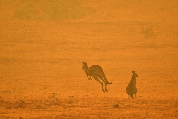 Un kangourou saute dans un champ au milieu de la fumée d'un feu de brousse dans la Snowy Valley à la périphérie de Cooma le 4 janvier 2020.(Photo : SAEED KHAN/AFP via Getty Images)