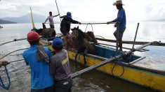 Volcan philippin: des milliers d’habitants dans l’incertitude après leur évacuation