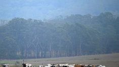 Australie: la pluie est tombée sur les feux, faisant le bonheur des pompiers et des fermiers