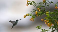 Pérou: un Belge arrêté pour trafic d’oiseaux sauvages