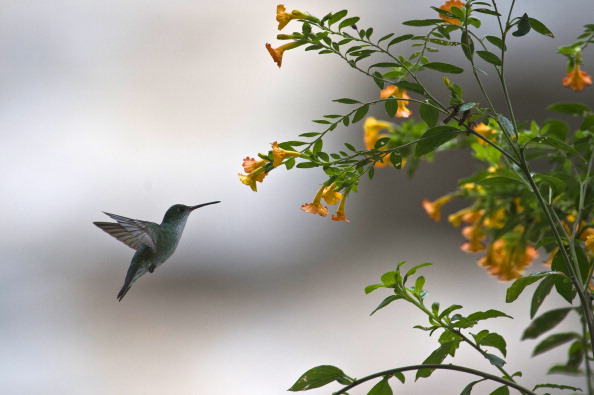 -Un colibri vole près d'une fleur pendant le Birding Rally Challenge. Le Birding Rally Challenge est une compétition, impliquant des équipes d’ornithologues amateurs bien connus, où les participants doivent couvrir le plus grand nombre d'habitats dans un zone géographique relativement petite et en un temps limité, leur permettant d'apprécier la biodiversité du Pérou. ERNESTO BENAVIDES / AFP via Getty Images.