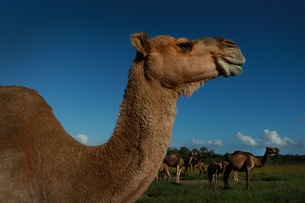 1,5 million de chameaux vivent en Australie.(Photo : Lisa Maree Williams/Getty Images)