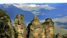 Australie: mission secrète pour sauver des arbres préhistoriques