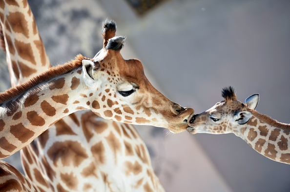 Les girafes, qui se trouvaient à proximité du bâtiment où l'incendie s'est déclaré, ont pu être évacuées à temps. (JEAN-FRANCOIS MONIER/AFP via Getty Images)