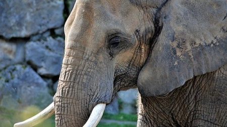 Le premier sanctuaire dédié aux éléphants libérés des cirques ouvrira ses portes courant 2020