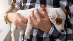 Une vidéo incroyable montre un homme sans-abri réuni avec un chien perdu qu’il a sauvé alors qu’il était un chiot, et cela devient viral