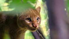 Une femme sauve et adopte un «chaton» errant – en fait, c’était un jaguarondi