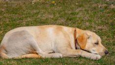 Devant l’entrée de l’hôpital pendant une semaine, un fidèle labrador attend son propriétaire décédé