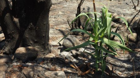 Australie : 15 photos qui montrent comment la nature reprend ses droits après les incendies