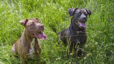 Un ancien combattant pleure en retrouvant ses chiens, qui avaient dû être hébergés à la suite de son hospitalisation