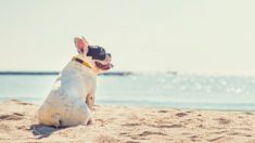 Un bouledogue chanteur devient viral grâce à l’interprétation originale de la chanson « You Raise Me Up » de Josh Groban