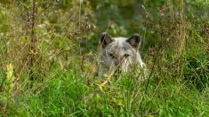 Un homme risque sa vie pour sauver un loup gris pris dans un piège