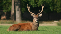 Aisne : pour échapper à une chasse à courre, un cerf se réfugie dans un jardin