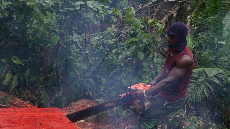 Un bûcheron scie une bille de bois dans la forêt tropicale humide du Cameroun à Ndimako, dans la région de l'Est, le 18 avril 2017. Une grande partie du bois provenant de cette partie du pays finit en Chine. (Amindeh Blaise Atabong pour The Epoch Times)