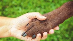 Une chienne errante vivait sur le porche d’une maison abandonnée jusqu’à ce que deux personnes lui offrent un foyer permanent