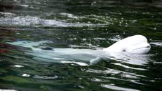 Des images incroyables montrent des bélugas qui chantent en cœur avec un kayaker