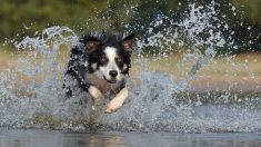 Un an après la disparition de son chien en Seine-et-Marne, elle continue à le chercher désespérément