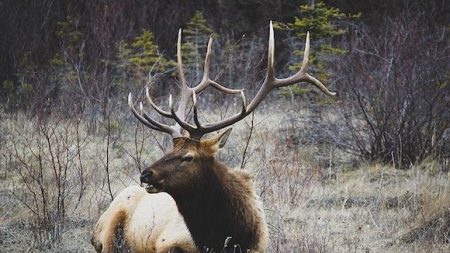 Le majestueux cerf de la forêt de Laigue a perdu la vie lors d’une chasse à courre