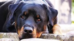 Tarn-et-Garonne: un homme scotchait le museau de sa chienne pour l’empêcher d’aboyer