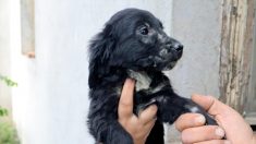 Une chienne abandonnée à l’extérieur d’une maison, avec des tranches de pizza et une note, trouve un foyer permanent