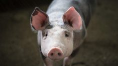 Uruguay: ils lancent un cochon depuis un hélicoptère jusque dans une piscine – Était-il vivant ou mort?