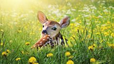 Après Le Roi lion, les studios Disney préparent le remake de Bambi en film