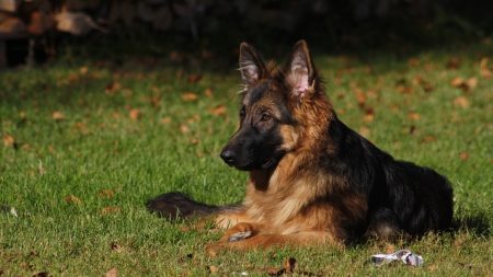 Après avoir sauvé 15 personnes et 900 missions, Guizmo, chien-gendarme de Rennes, prend sa retraite