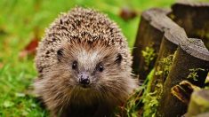 Les hérissons peuvent désormais circuler librement dans les jardins de Caen