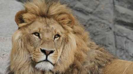 Simba, un lion âgé de 15 ans, saisi dans un cirque en Maine-et-Loire pour manquements à la réglementation